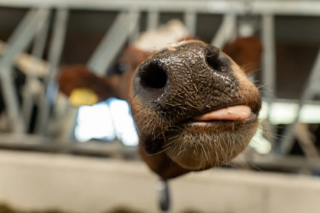 Koeien tong-Ijsseloord